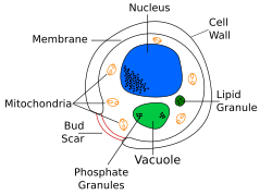 Diagram showing a yeast cell