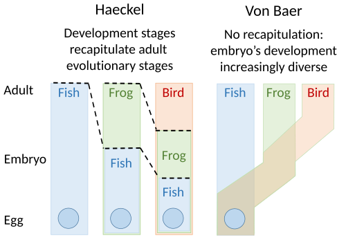 Embryology theories of Ernst Haeckel, who argued for recapitulation[3] of evolutionary development in the embryo, and Karl Ernst von Baer's epigenesis