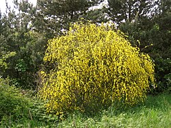 A broom shrub in flower