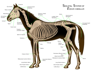 Skeleton of a horse