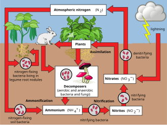 Ammonium exists as a result of ammonification and decomposers. Ammonium is eventually nitrified, where it contributes to the flow of nitrogen through the ecosystem. Human impacts are not shown here, but can impact the global nitrogen cycle.