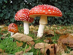 Amanita muscaria contains amavadin.