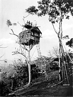 Papuan tree house in British New Guinea, 1885