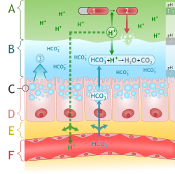 Diagram of alkaline mucous layer in stomach with mucosal defense mechanisms