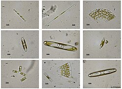 Light microscopy of several species of living freshwater diatoms