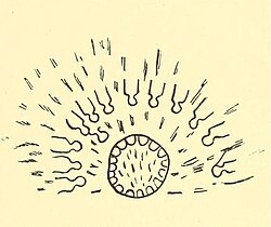 Lone Dog's Sioux winter count, 1870. Thirty Crows killed in battle.
