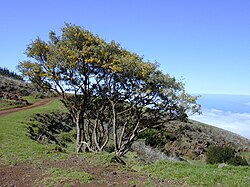 A pair of māmane (Sophora chrysophylla) trees