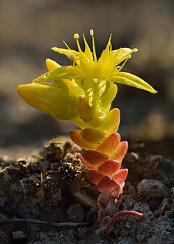 Sedum- These are part of the plant group called "stonecrops". They are great to have in rock gardens and do not require a ton of soil to grow. [12]