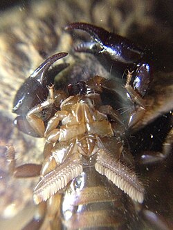 Ventral view: the pectines have a comblike structure in an inverted V shape.