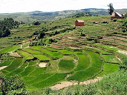 Terracing is an ancient technique that can significantly slow the rate of water erosion on cultivated slopes.