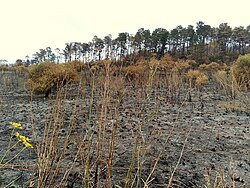 Bushland in Marrong Reserve, Western Sydney charred after grass fire.