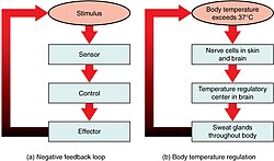 Feedback loops in the human body