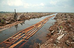 The last batch of sawnwood from the peat forest in Indragiri Hulu, Sumatra, Indonesia. Deforestation for oil palm plantation.
