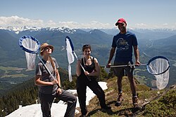 Members of the Cascades Butterfly Citizen Science Team pictured on Sauk mountain