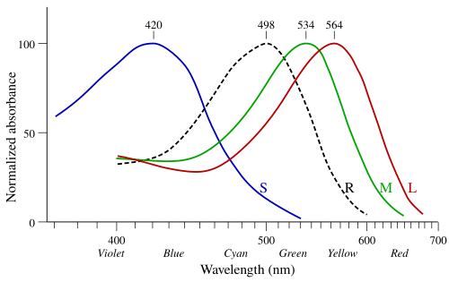 Normalised absorption spectra of the three human photopsins and of human rhodopsin (dashed). Drawn after Bowmaker and Dartnall (1980).[5]