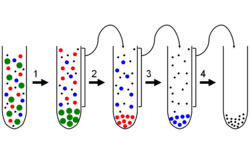 Differential centrifugation.