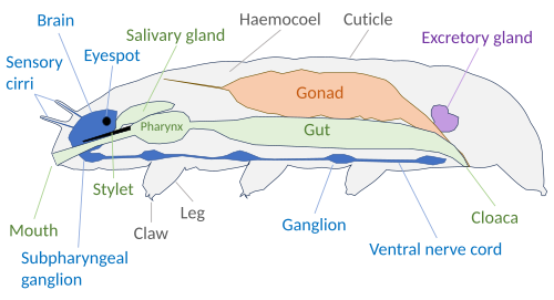 Tardigrade anatomy[3]