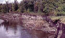 High flows erode the steep banks of the Pembina River, in northeastern North Dakota, contributing to the high sediment load.