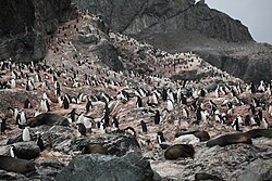 Chinstrap penguins and Antarctic fur seals at Point Wild, Elephant Island