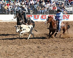 Team roping competition at Tucson's Fiesta de los Vaqueros