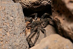 Undescribed Lycosa wolf spider endemic to the summit alpine desert on Mauna Kea