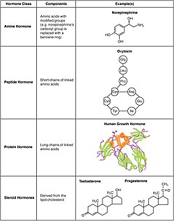 Different types of hormones are secreted in the human body, with different biological roles and functions.