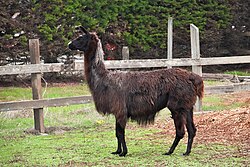 A black llama