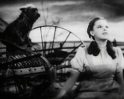 Vidor directed the black & white sequences for The Wizard of Oz (1939), including Judy Garland singing "Over the Rainbow"[121]