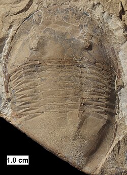 The trilobite Isotelus from Wisconsin