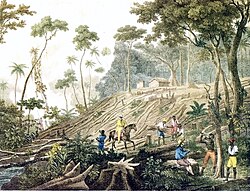 Slaves clearing the Atlantic Forest in Brazil, c. 1820–1825