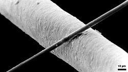 A 6 μm diameter carbon filament (running from bottom left to top right) sitting atop the much larger human hair