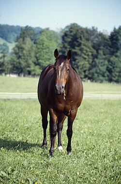 A stock type horse suitable for cattle work
