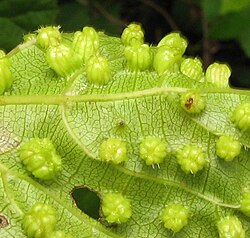 Galls made by D. vitifoliae on leaf of Vitis sp.