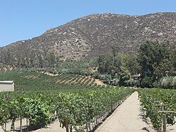 Valle de Guadalupe (Guadalupe Valley), Baja California, Mexico