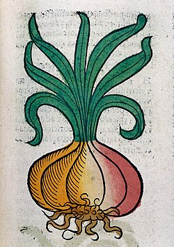 Woodcut print of an onion, from Hortus Sanitatis, 1547