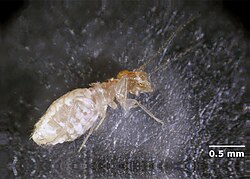 A booklouse