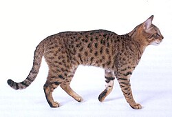 The California Spangled is a breed of domestic cat that was bred in the United States to resemble spotted wild cats, like the ocelot and leopard.