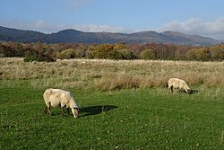 Sheep grazing on common pasture, a stereotypical environmental commons, at Castlemorton