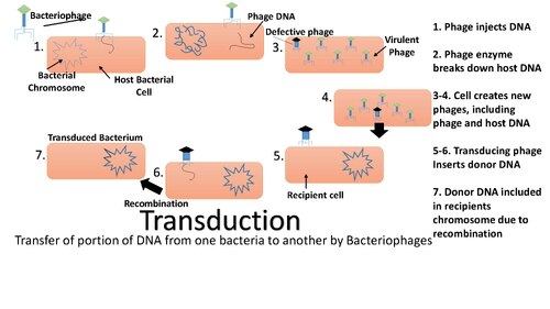 Transduction