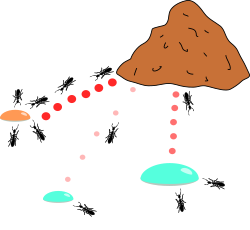 Knapsack problem: The ants prefer the smaller drop of honey over the more abundant, but less nutritious, sugar