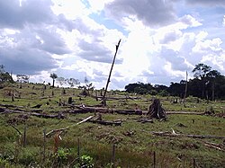 Rainforest deforestation for land use conversion