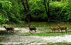 Deer in the Eno River as it flows through the Piedmont region of North Carolina
