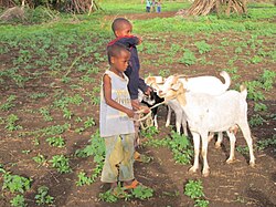 Goats are an important part of the solution to global food security because they are fairly low-maintenance and easy to raise and farm.