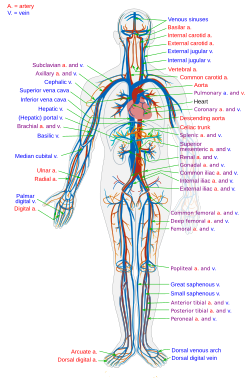 Diagram of the human circulatory system