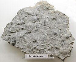 Shell bed with the bivalve Claraia clarai, a common early Triassic disaster taxon
