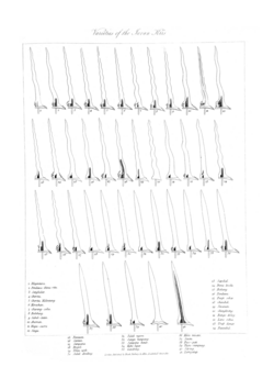 Varieties of Javanese keris, The History of Java, by Thomas Stamford Raffles (1817)