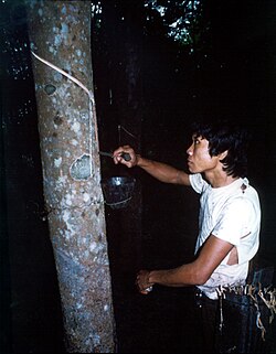Rubber tapping at nighttime in the Philippines, 1984