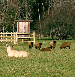 A llama guarding a flock of sheep at a farm in Massachusetts