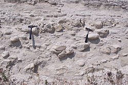 Chert concretions in chalk, Middle Lefkara Formation (upper Paleocene to middle Eocene), Cyprus