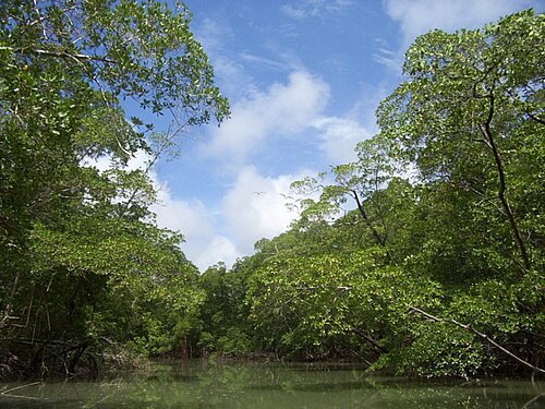 Oxisols are generally associated with the equatorial forest biome